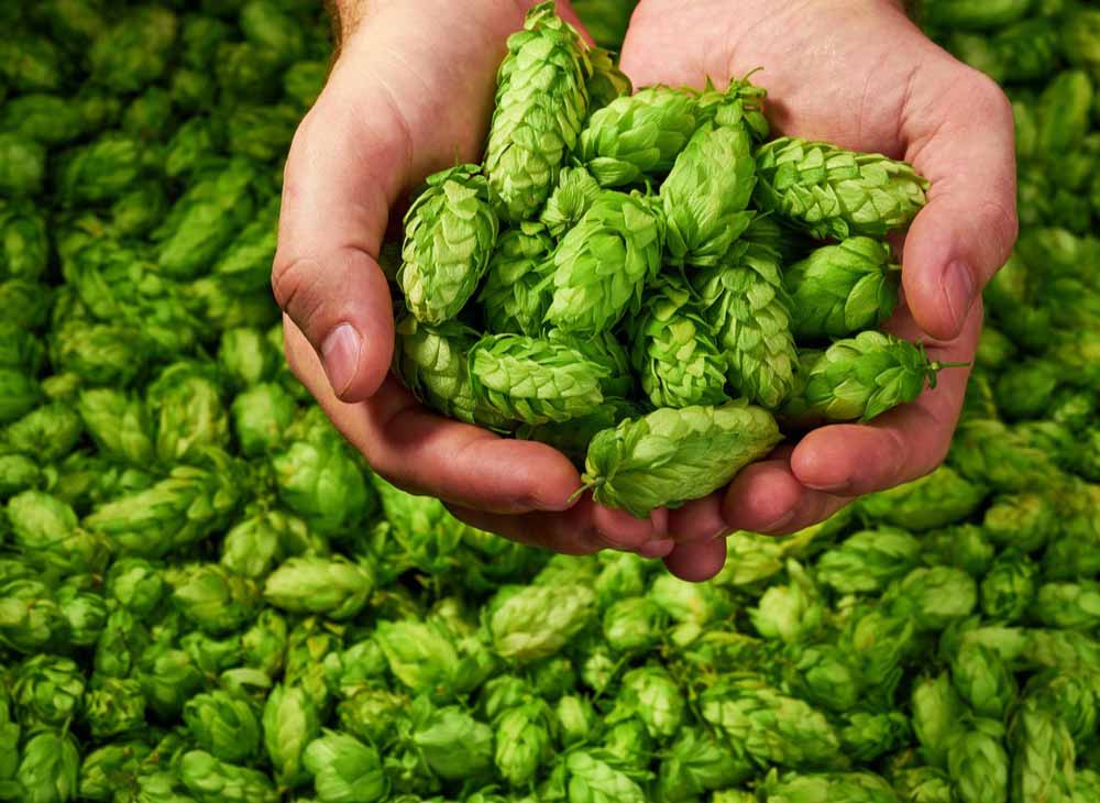 <b>Maximizing hop flavor and aroma though beer brewing systems</b>